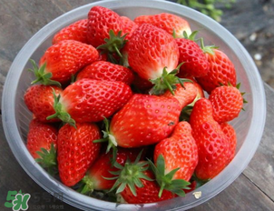奶油草莓和普通草莓的区别 牛奶草莓和普通草莓的区别