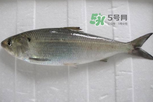 鲥鱼多少钱一斤？长江鲥鱼多少钱一斤2017