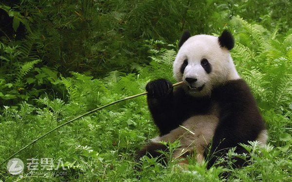 >兰州动物园疑似虐待熊猫 园方发微博澄清