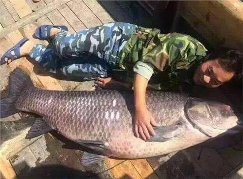 >千岛湖巨型青鱼是有多大