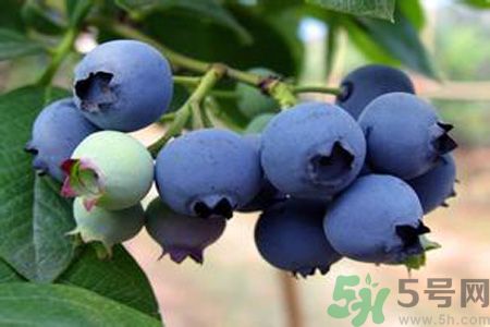 蓝莓上面的白色的东西是什么？蓝莓上面的白色的东西可以吃吗？