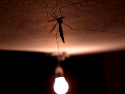 为什么蚊子喜欢咬你 吸引蚊子的人群类型