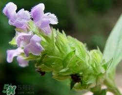 夏枯草凉茶怎么做?夏枯草凉茶配方