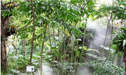 热带雨林植物特点 热带雨林植物的典型特征
