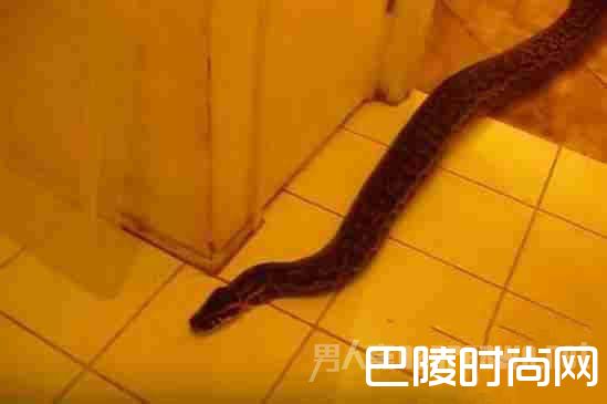 女子上厕所时马桶里爬出蛇 吓到不敢上厕所