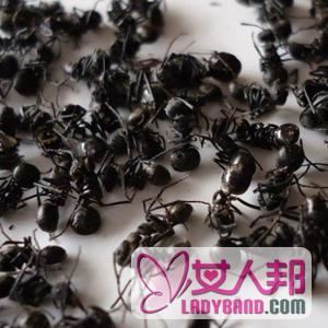 【黑蚂蚁能治阳痿吗】黑蚂蚁怎么吃好_黑蚂蚁的功效
