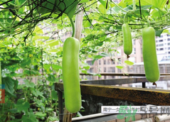 >女子打造城市菜园 阳台可以种什么蔬菜？