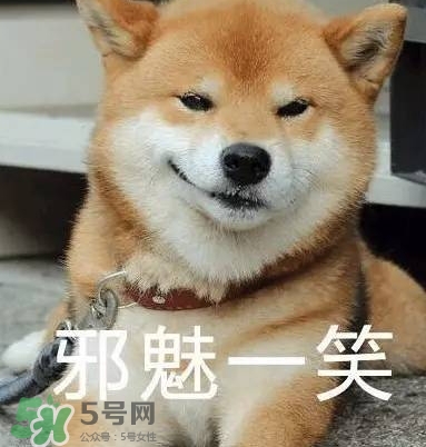 柴犬梗图原图图片