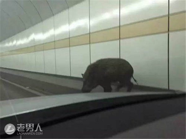 杭州野猪撞奔驰 车坏了猪却没死