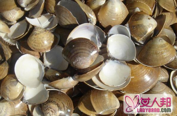 海蛤壳的功效与作用 海蛤壳的药用价值