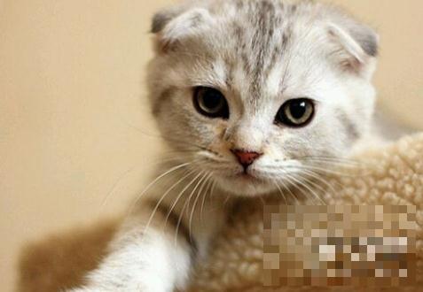 倪妮养的猫是什么品种 倪妮虐猫实锤证据是真的吗