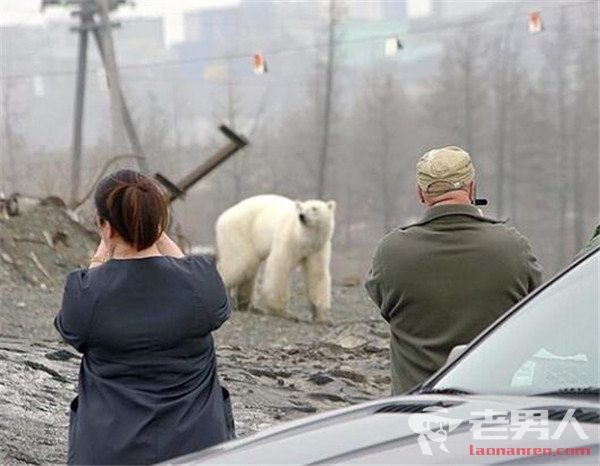 俄罗斯街头现北极熊 看起来虚弱无力像是生了病