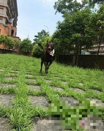 萧敬腾爱犬“咖啡”意外走失 Po文爱心民众齐心找狗 (/)