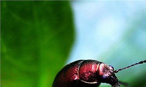 金龟子的幼虫 “害虫”的危害与防治之铜绿金龟子
