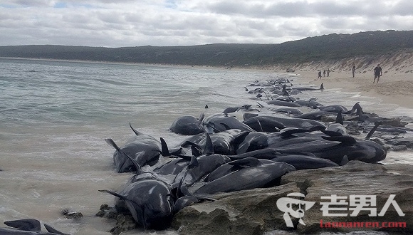 150多头鲸鱼西澳海滩搁浅 仅有15头还活着