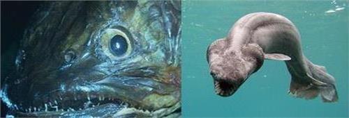 >野生巨滑舌鱼贪吃诱饵被钓 牙齿坚固体型堪比喀纳斯巨型哲罗鲑