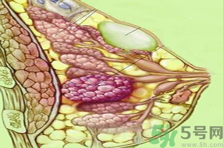 乳房包块是什么意思图片