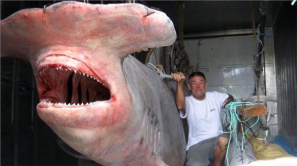 李心艾眼睛大的恐怖 新发现的世界十大最诡异生物 恐怖的独眼鲨鱼