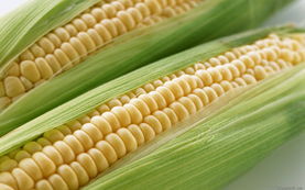 >玉米施肥技巧 玉米种植如何施肥