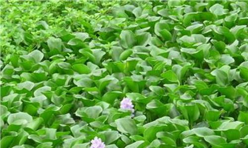 水生植物分类 周旭懿:水生植物市场的开拓者