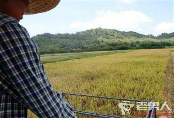 >沙漠种植水稻成功 水稻材料产量超过500公斤／亩
