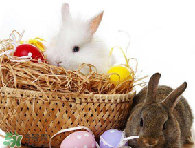 >复活节为什么有兔子？复活节的兔子的来历
