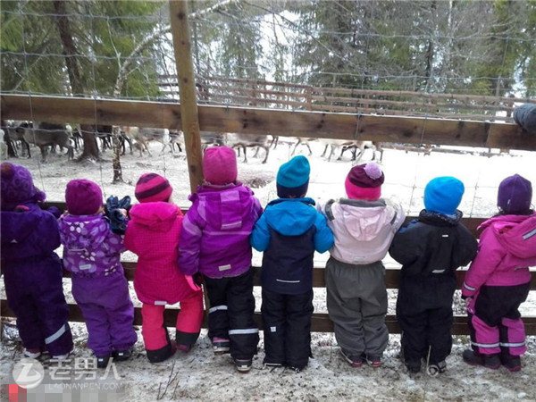 组织幼儿观看屠宰 数十只驯鹿在孩子面前被剥皮