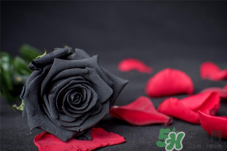>情人节可以送黑玫瑰吗？情人节送黑玫瑰好吗？