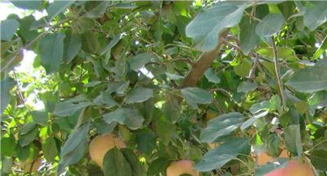 【柠檬树图片】【图片】柠檬种植:柠檬树如何保花保果?
