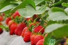 >阳台上怎么种草莓？如何在阳台上种草莓？