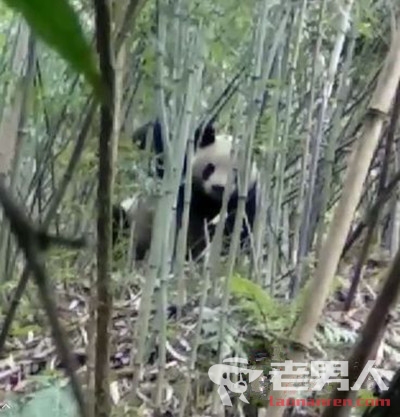 >大熊猫下山偷笋 还被拍下“作案”视频