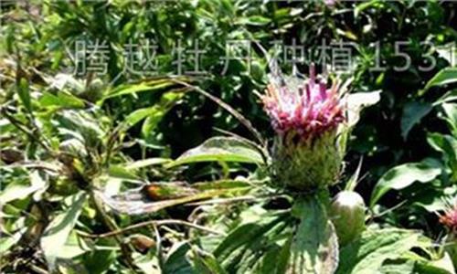 >白术中药材中医世家 中医:白术是味好药 兼顾着4大功效 让不少人受益