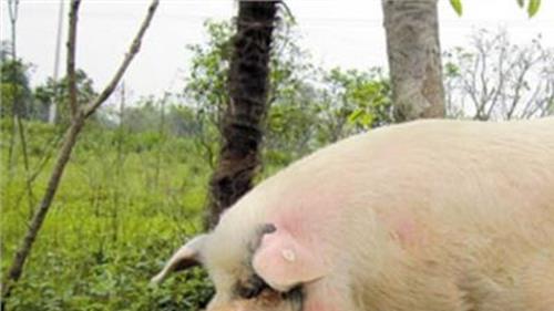 猪坚强表情包 汶川地震“猪坚强”已300多斤 10岁半“高龄”行动不便