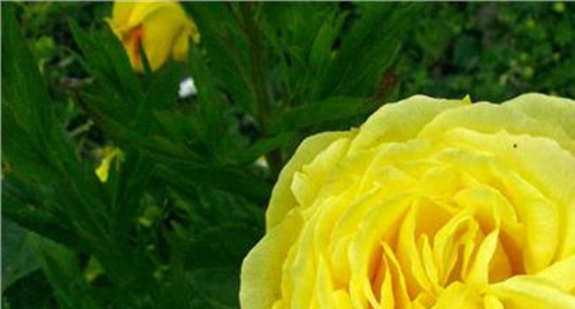 【黄玫瑰的花语】镜头下的最美“黄玫瑰”