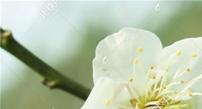 【一朵花放单平台网址】温州南麂保护区科研开出“一朵花”