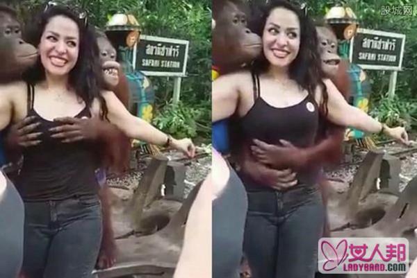 女游客遭猩猩袭胸 丰满的乳房遭色猩猩抓了又抓