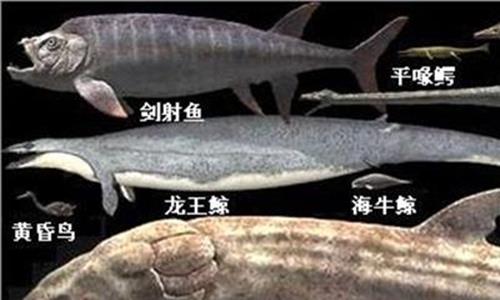 龙王鲸吃什么 通过龙王鲸的骨骸 了解这个远古时代的动物