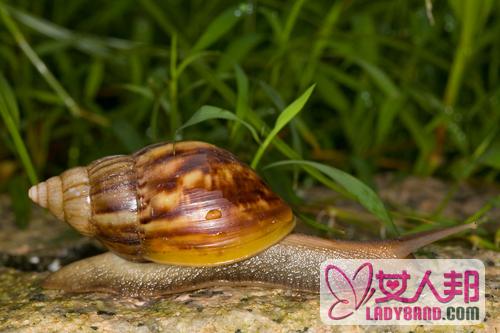 非洲大蜗牛能吃吗？切勿食用！