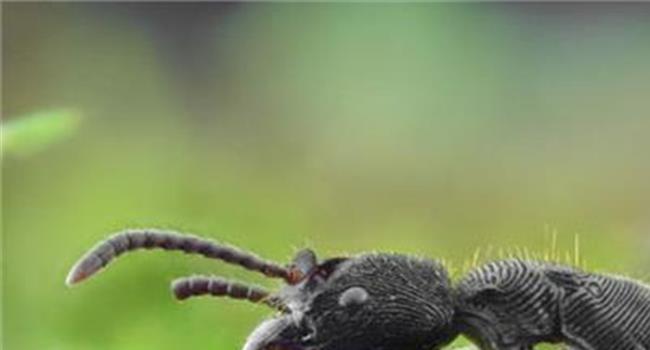 【超级大蚂蚁】大蚂蚁成新“宠物” 海外品种“偷渡”入境