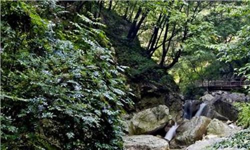 太原森林公园 上海共青森林公园八仙花园林应用成果喜人