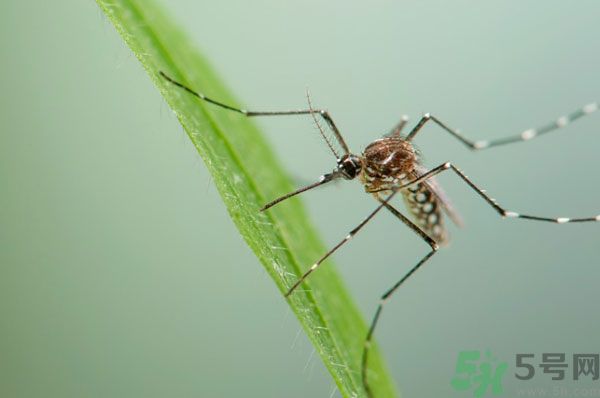 蚊子讨厌什么气味？蚊子讨厌什么颜色？