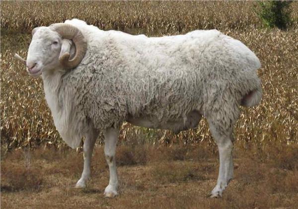 >杜波黑头羊 供应山东青岛肉牛养殖场黑头杜波绵羊于小尾寒羊有什么区别(图)