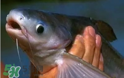 巴沙鱼为什么不能吃？巴沙鱼多少钱一斤