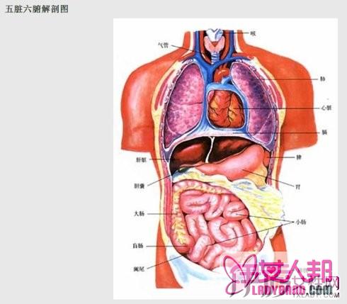 五脏六腑指的是什么？ 小编带你详细看看它们之间的联系