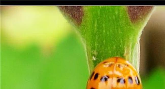 【蚜虫特效药】小麦蚜虫怎么防治小麦蚜虫特效药