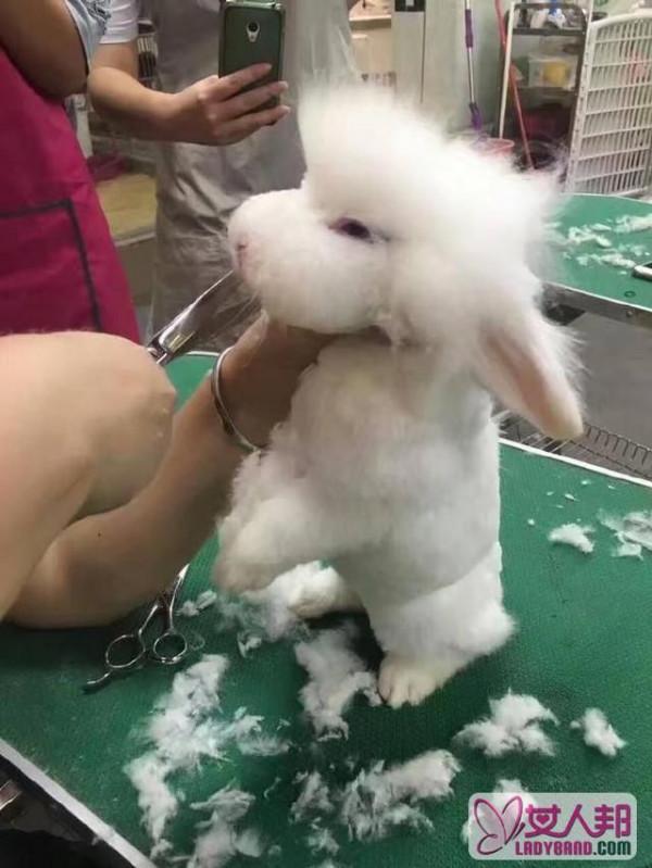 >美容师好强，硬生生把长毛兔纸修成了洋娃娃