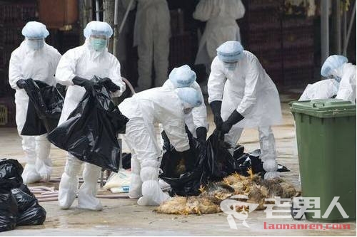 为预防禽流感 台湾17日起禁宰、禁运家禽一周