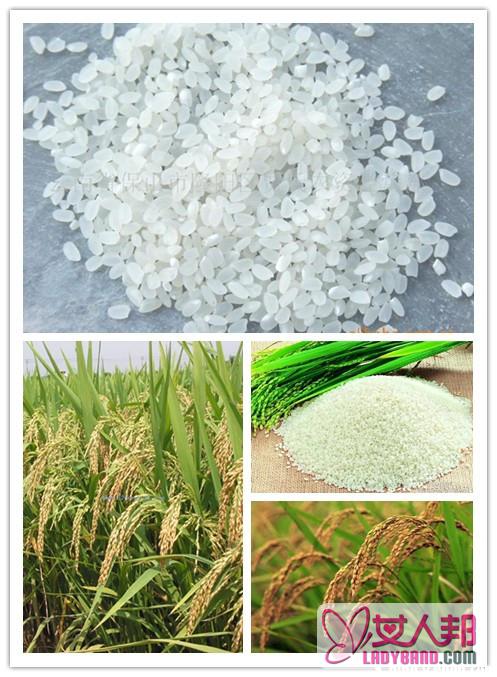 粳米的营养价值和食用价值