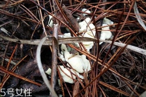 >干巴菌可以人工种植吗 至今仍未实现