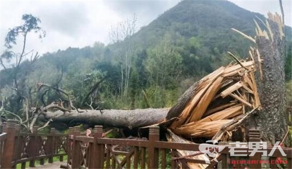 >陕西450岁夫妻古树被刮倒 树高30米胸径1.5米